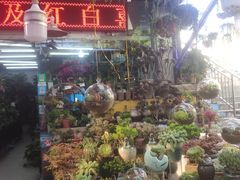 -曲阳花鸟市场(曲阳路店)