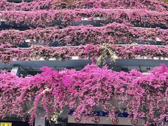 -深圳仙湖植物园