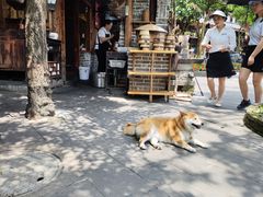 -青城甲(青城山店)