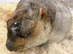 -怪兽屋·羊驼·猫咖·狗咖(俊华广场店)