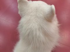 -和它·交个朋友·狗咖猫咖(爱琴海店)