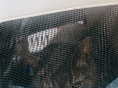 -四月宠物医院·猫专科·心脏专科·内科(转塘店)