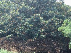 -塘栖枇杷特色园区