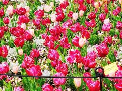-上海鲜花港