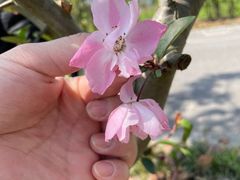 -菊园百果园