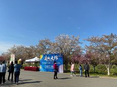 -天王浮山樱花园