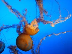 -太平洋海底世界