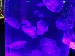 -沙沙哗啦海洋馆(华宇百花谷店)