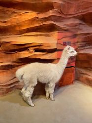 -酷嗒动物文化乐园(cutezoo西溪乐天城店)