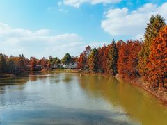 -上海海湾国家森林公园