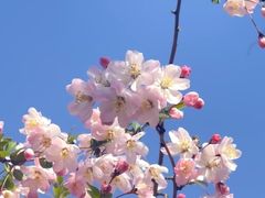 -莫愁湖公园