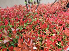 -南京市芳草园小学(凤凰校区)