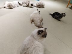 -藏猫猫咖啡主题馆(中央大道店)