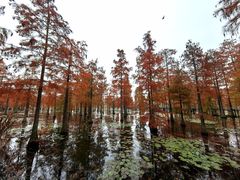 -池杉湖湿地公园