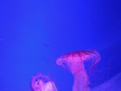 -芜湖新华联大白鲸海洋公园