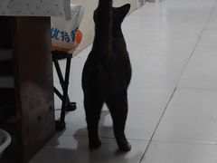 -横道河子东北虎林园