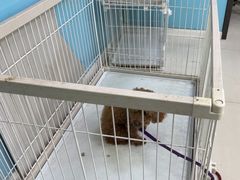 -天宠宠物医院24小时·急重症诊疗中心·全科·腔镜特色(和平分院)
