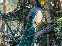 -瑞丽独树成林风景区