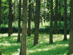 -宜兴龙背山森林公园