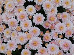 -杭州植物园