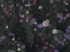 -上海滨江森林公园