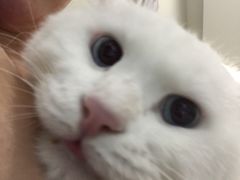 -美联众合动物医院·24h转诊中心