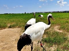 -盐城丹顶鹤湿地生态旅游区