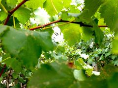 -马陆小张葡萄园农家乐