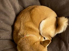 -柴迷FANS CLUB·柴犬狗咖·猫咖