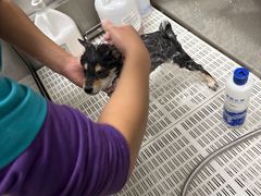 -北京观赏动物医院·24小时大型综合·猫专科·异宠专科