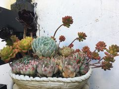 -浔岚云舍mist静谧观景美宿(丽江古城店)