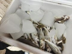 -万尾金滩