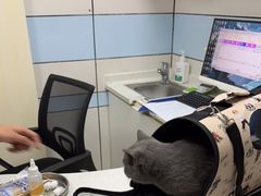 -中农国际动物医院24小时·猫科·骨科·急重症中心