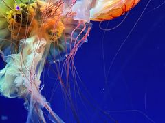 -海合安青岛极地海洋公园