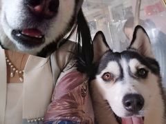 -Husky Go! 哈士奇体验馆·宠物咖啡厅狗咖