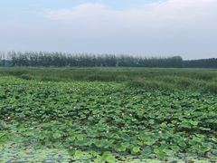 -微山湖红荷湿地景区