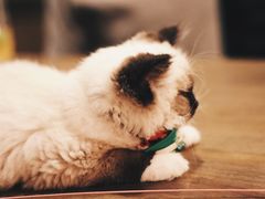 -共舞时光猫咖·狗咖(新街口店)