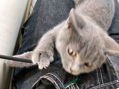 -lincat·猫舍(广州店)
