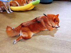 -逗柴咖啡屋·狗咖猫咖宠物桌游