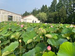 -前小桔亲子创意农场·草莓采摘·露营烧烤