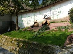 -中国大熊猫保护研究中心雅安碧峰峡基地