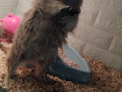 -平行世界·猫咖(首经贸店)