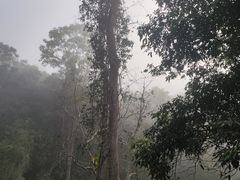 -野象谷景区