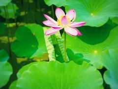 -野鸭湖国家湿地公园