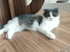 -飞行喵MR PILOT|猫舍·猫咖(静安大融城店)