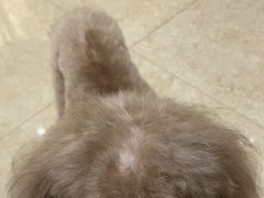 -集宠猫柠宠物生活馆