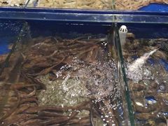 水产区-船歌·鱼水饺青岛菜(闽江二路店)