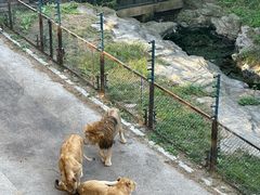 -大连森林动物园