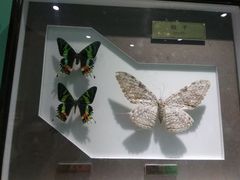 -上海昆虫博物馆