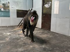 -西安秦岭野生动物园